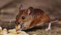 24 Hour & Emergency Exterminators in Hazardville, CT